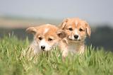 CORGI PEMBROKE 1229